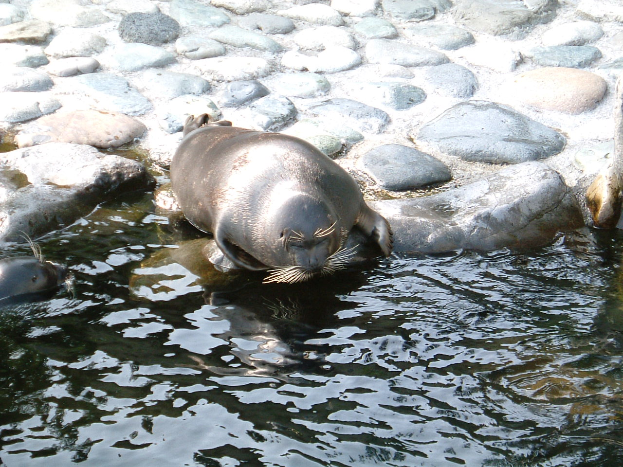 Nerpa or Baikal Seal (Pusa sibirica) - Wiki; Image ONLY
