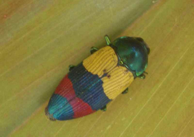 Jewel Beetle (Family: Buprestidae) - Wiki; DISPLAY FULL IMAGE.