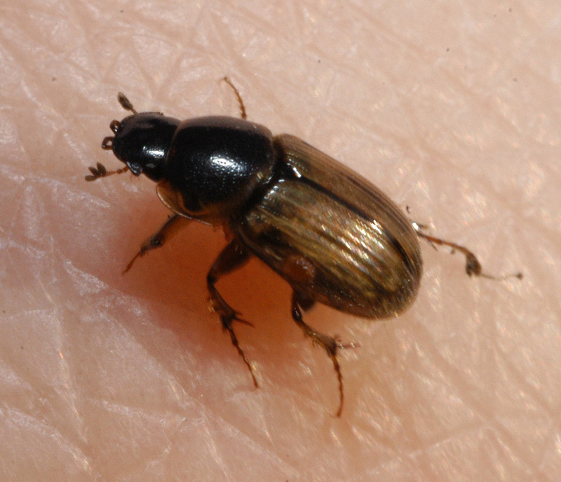 Aphodiine Dung Beetles (Subfamily: Aphodiinae) - Wiki; DISPLAY FULL IMAGE.