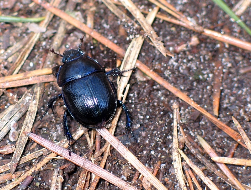 Earth-boring Dung Beetles (Family: Geotrupidae) - Wiki; DISPLAY FULL IMAGE.