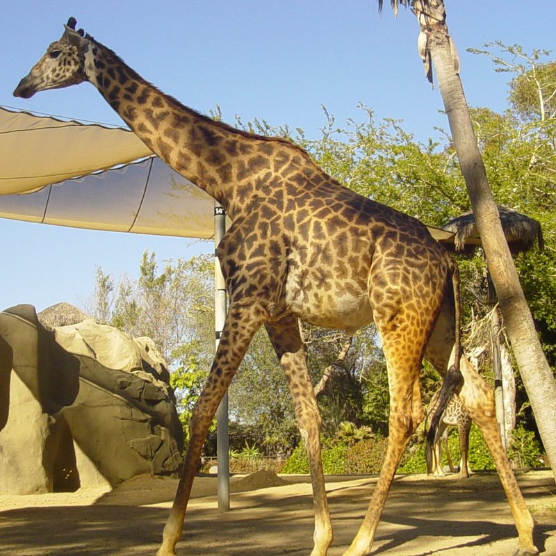 Masai Giraffe (Giraffa camelopardalis tippelskirchi) - Wiki; DISPLAY FULL IMAGE.