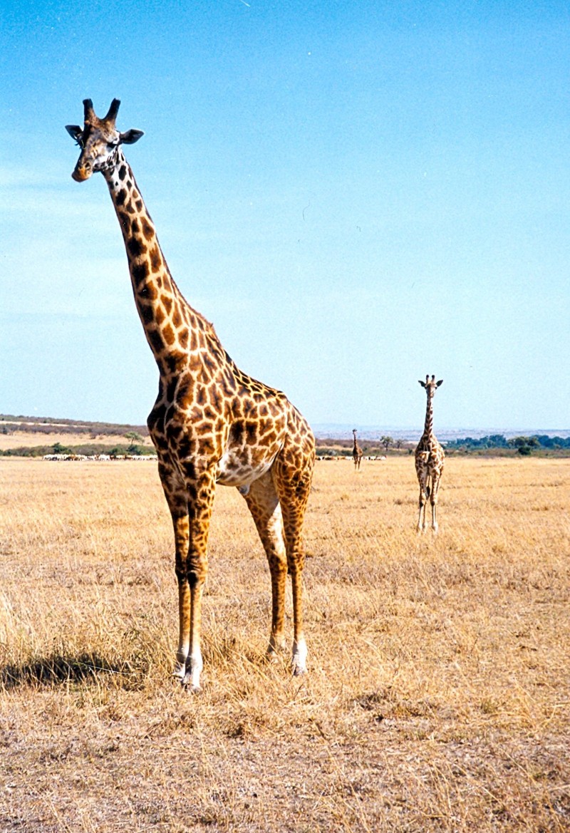 Masai Giraffe (Giraffa camelopardalis tippelskirchi) on plain; DISPLAY FULL IMAGE.