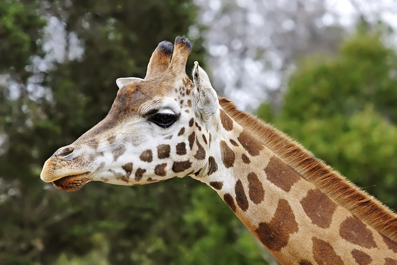 Rothschild Giraffe (Giraffa camelopardalis rothschildi) - Wiki; DISPLAY FULL IMAGE.