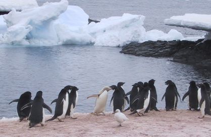 Modern Penguin (Family: Spheniscidae, Subfamily: Spheniscinae) - Wiki; Image ONLY