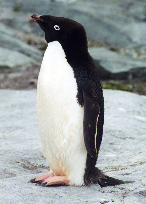Adelie Penguin - Wiki