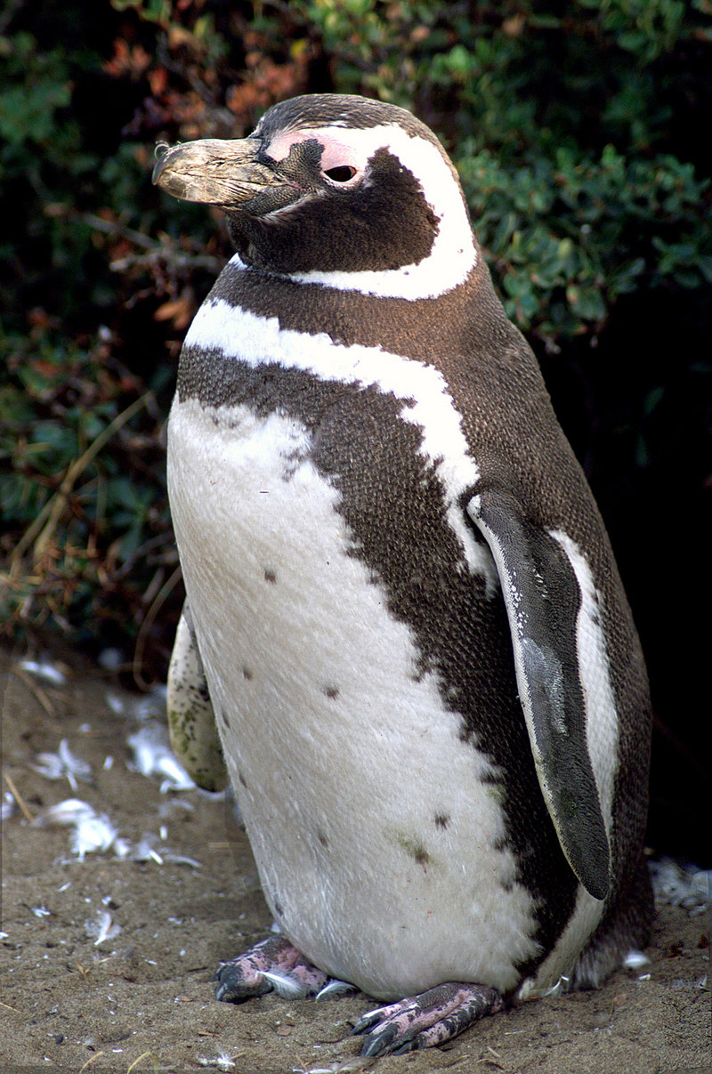 Magellanic Penguin (Spheniscus magellanicus) - Wiki; DISPLAY FULL IMAGE.