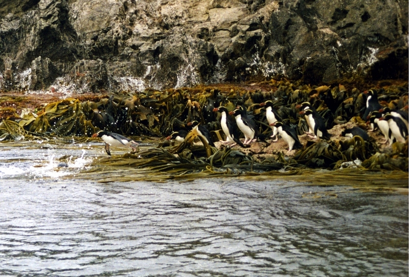 Snares Penguin, Eudyptes robustus; DISPLAY FULL IMAGE.