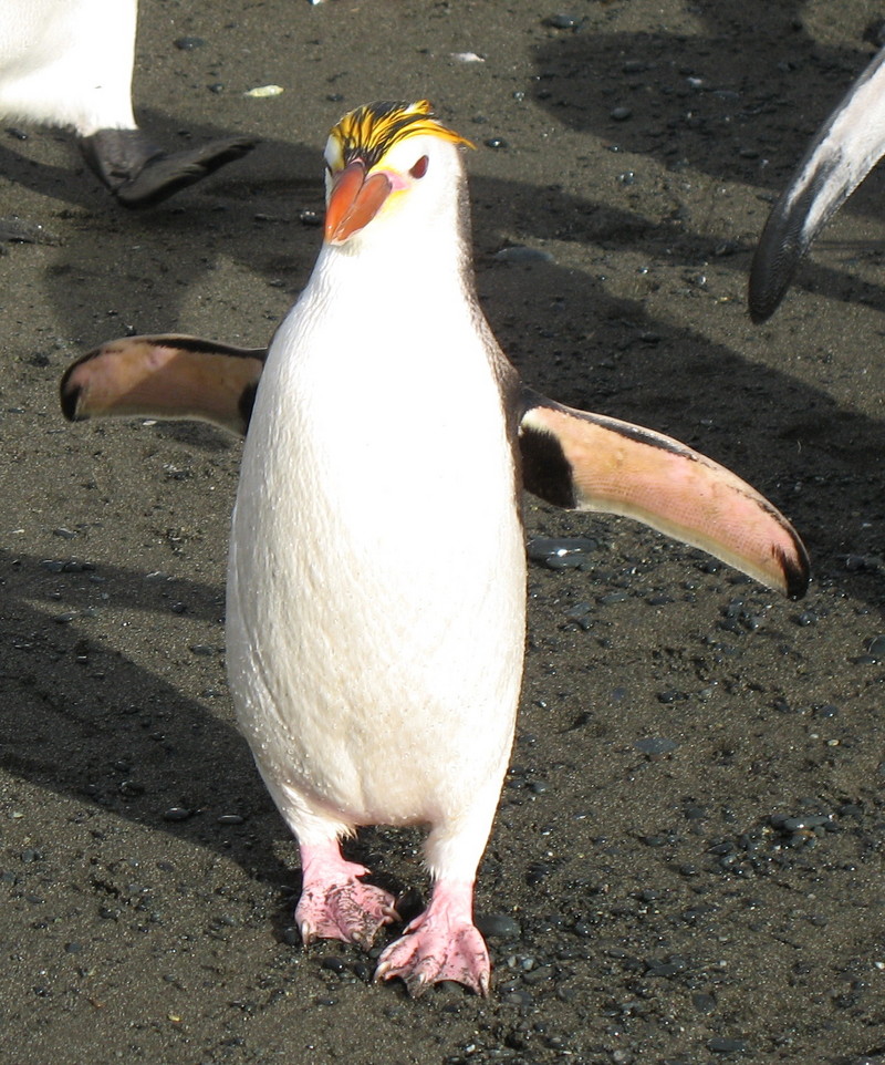 Royal Penguin (Eudyptes schlegeli) - Wiki; DISPLAY FULL IMAGE.