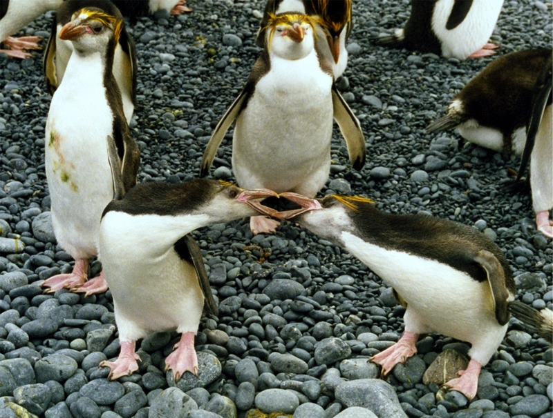 Royal Penguins (Eudyptes schlegeli); DISPLAY FULL IMAGE.