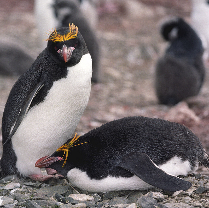 Macaroni Penguin (Eudyptes chrysolophus) - Wiki; DISPLAY FULL IMAGE.