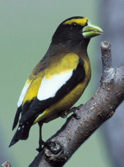 Grosbeak (Order: Passeriformes) - Wiki; Image ONLY