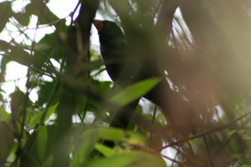 Black-throated Grosbeak (Saltator fuliginosus) - Wiki; DISPLAY FULL IMAGE.