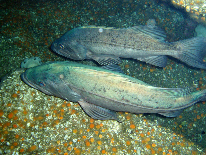 Bocaccio Rockfish (Sebastes paucispinis) - Wiki; DISPLAY FULL IMAGE.
