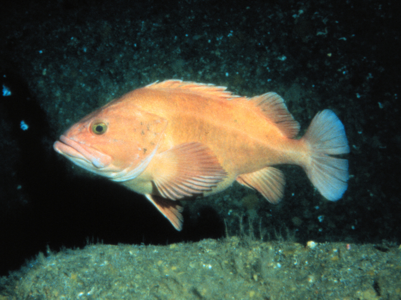 Family: Sebastidae (rockfishes, rockcods, thornyheads) - Wiki; DISPLAY FULL IMAGE.