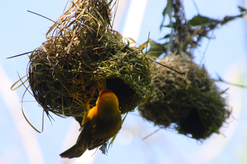 Taveta Golden-weaver, Ploceus castaneiceps, nest; DISPLAY FULL IMAGE.