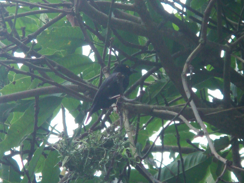 Vieillot's Black Weaver (Ploceus nigerrimus) - Wiki; DISPLAY FULL IMAGE.