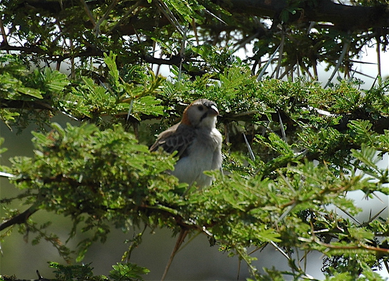 Speckle-fronted Weaver (Sporopipes frontalis) - Wiki; DISPLAY FULL IMAGE.