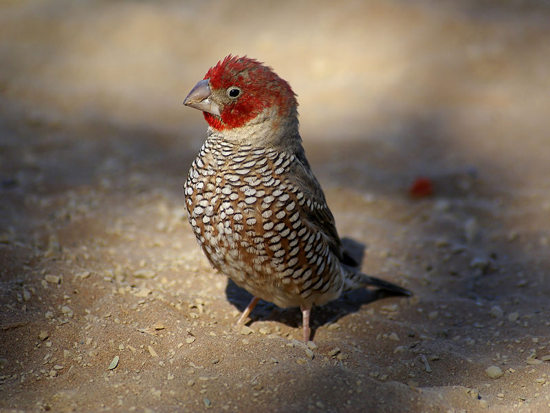 Red-headed Finch (Amadina erythrocephala) - Wiki; DISPLAY FULL IMAGE.
