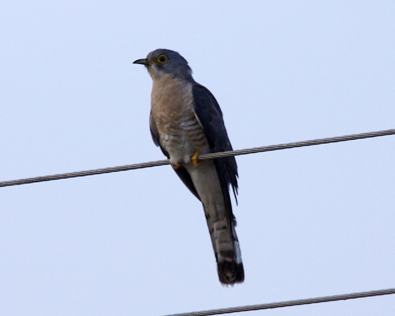 Large Hawk-cuckoo (Cuculus sparverioides) - Wiki; DISPLAY FULL IMAGE.