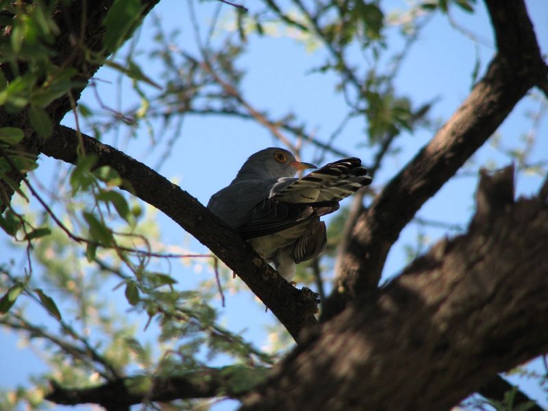 African Cuckoo (Cuculus gularis) - Wiki; DISPLAY FULL IMAGE.