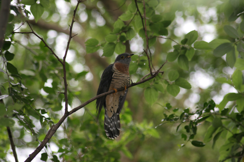 Red-chested Cuckoo (Cuculus solitarius) adult; DISPLAY FULL IMAGE.