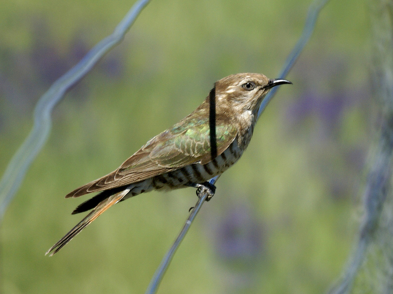 Bronze-Cuckoo (Genus: Chrysococcyx) - Wiki; DISPLAY FULL IMAGE.