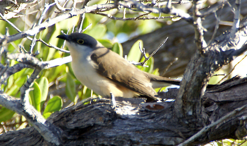Dark-billed Cuckoo (Coccyzus melacoryphus) - Wiki; DISPLAY FULL IMAGE.