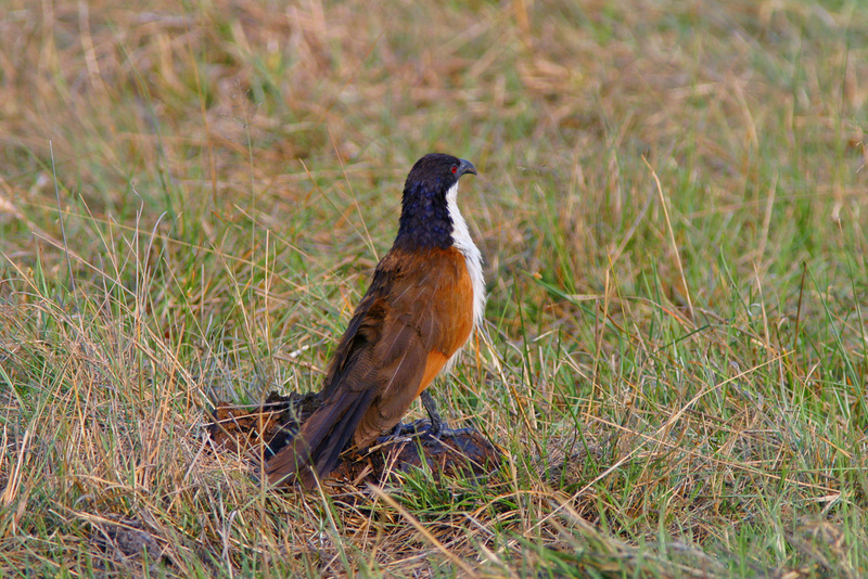 Coppery-tailed Coucal (Centropus cupreicaudus) - Wiki; DISPLAY FULL IMAGE.