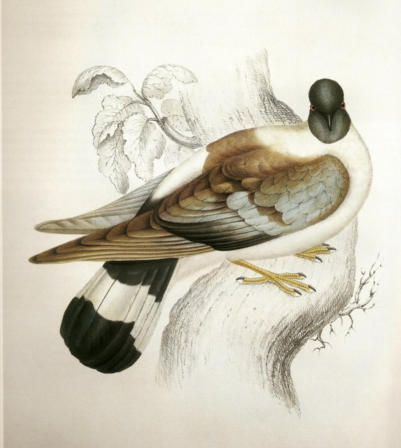 Snow Pigeon (Columba leuconota) - Wiki; DISPLAY FULL IMAGE.