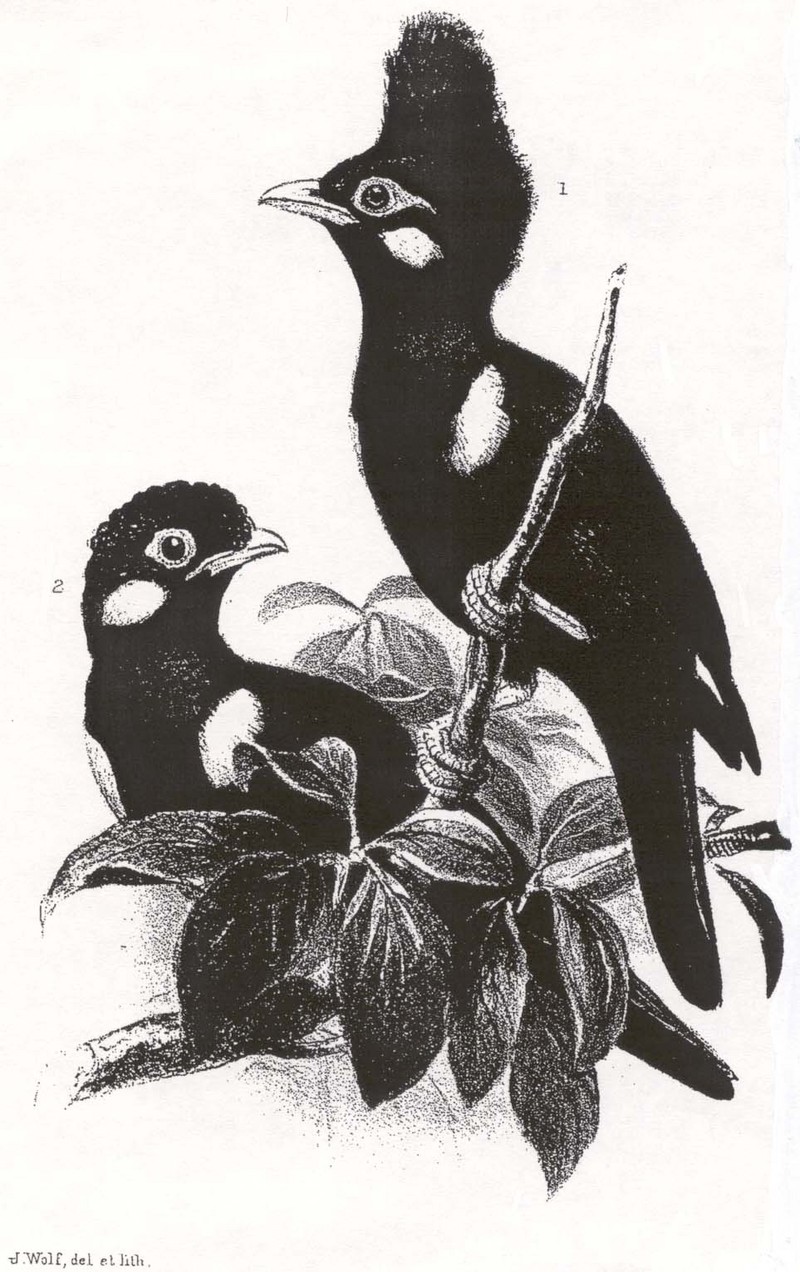 Long-crested Myna (Basilornis corythaix) - Wiki; DISPLAY FULL IMAGE.