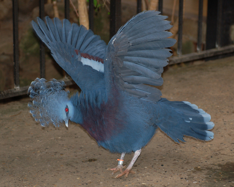 Victoria Crowned Pigeon (Goura victoria) - Wiki; DISPLAY FULL IMAGE.