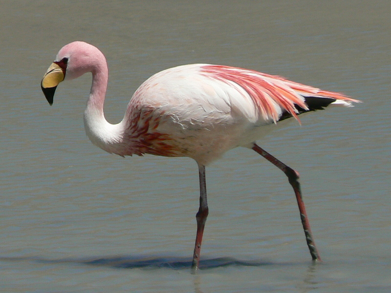 James's Flamingo (Phoenicopterus jamesi) - Wiki; DISPLAY FULL IMAGE.