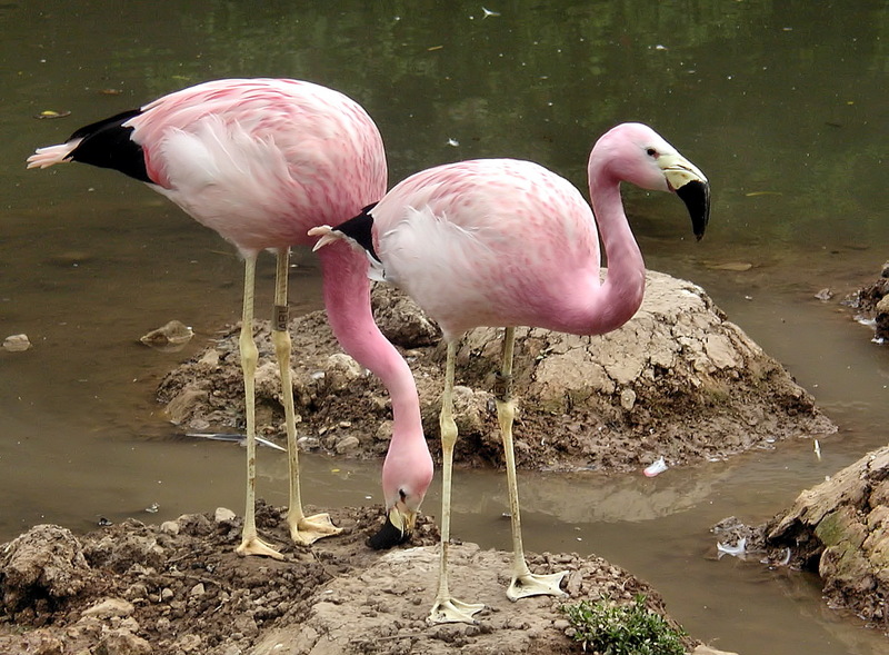 Andean Flamingo (Phoenicopterus andinus) - Wiki; DISPLAY FULL IMAGE.
