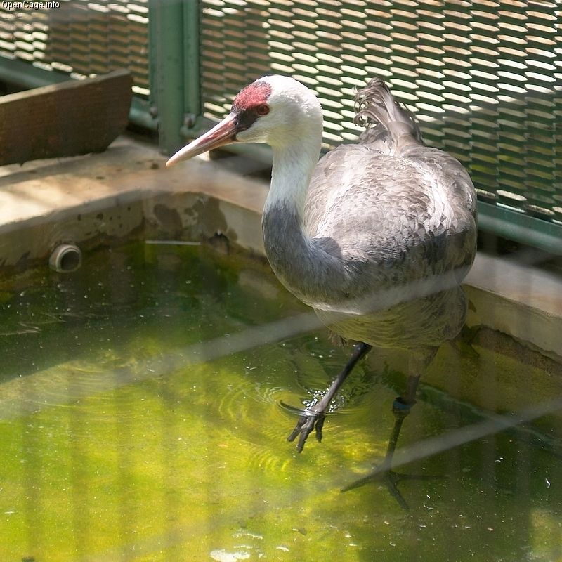 Hooded Crane (Grus monacha) - Wiki; DISPLAY FULL IMAGE.