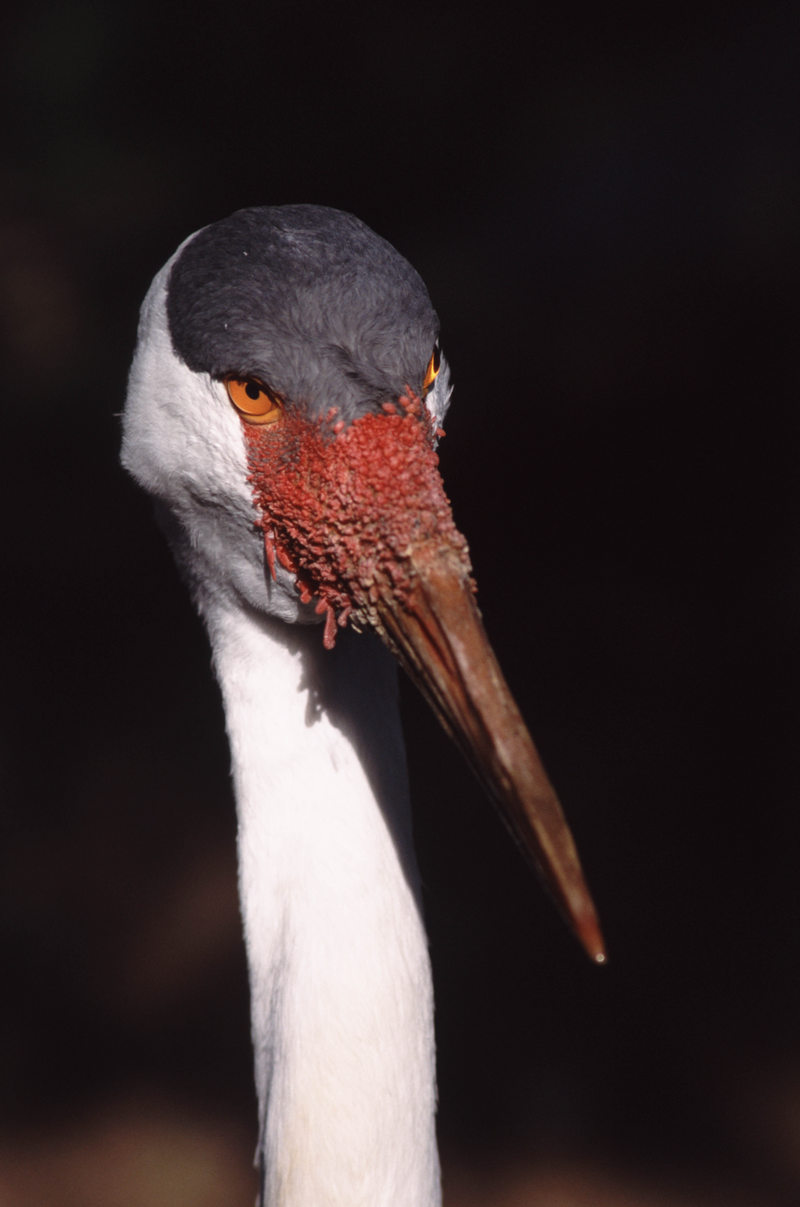 Wattled Crane (Bugeranus carunculatus) - Wiki; DISPLAY FULL IMAGE.