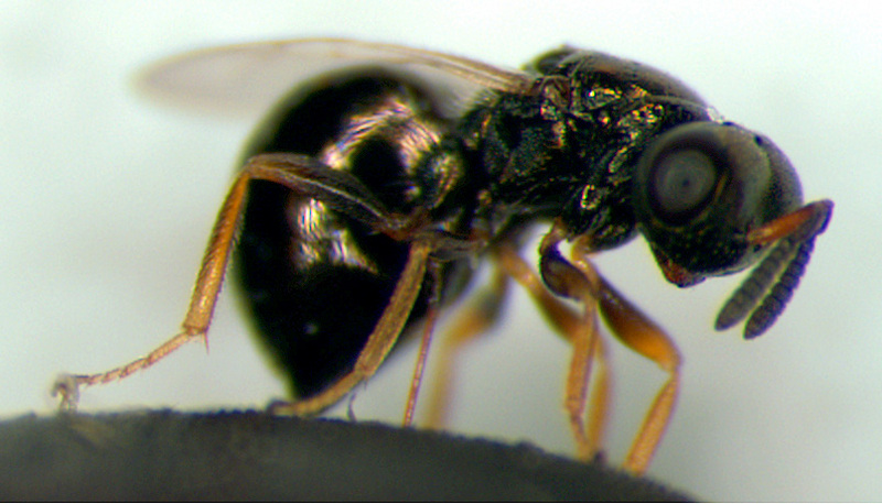Genus: Nasonia (jewel wasps) - Wiki; DISPLAY FULL IMAGE.