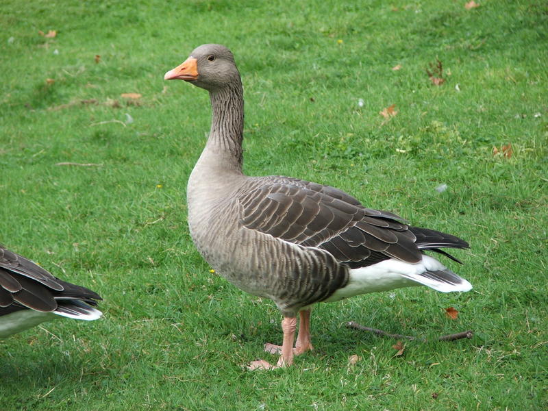 Grey Geese (Genus: Anser) - Wiki; DISPLAY FULL IMAGE.