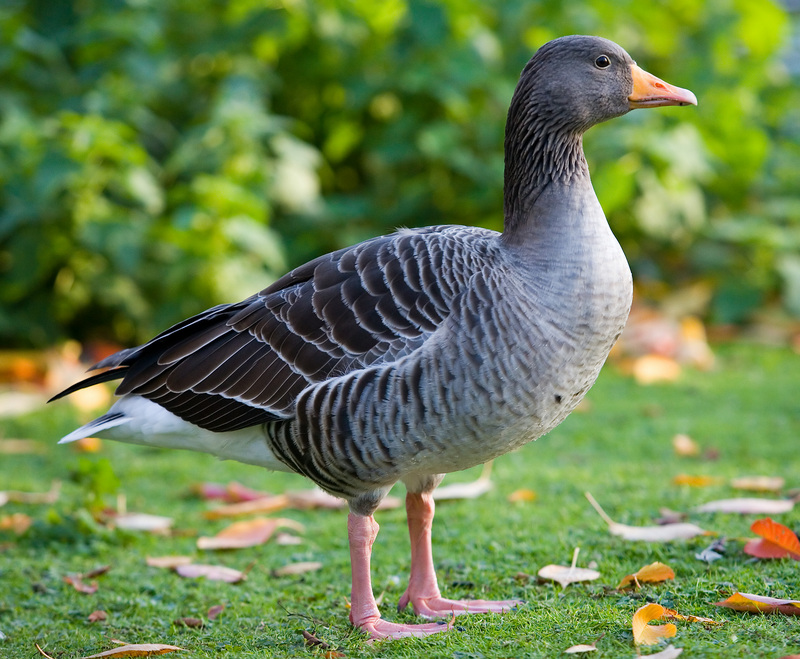 Greylag Goose (Anser anser) - Wiki; DISPLAY FULL IMAGE.