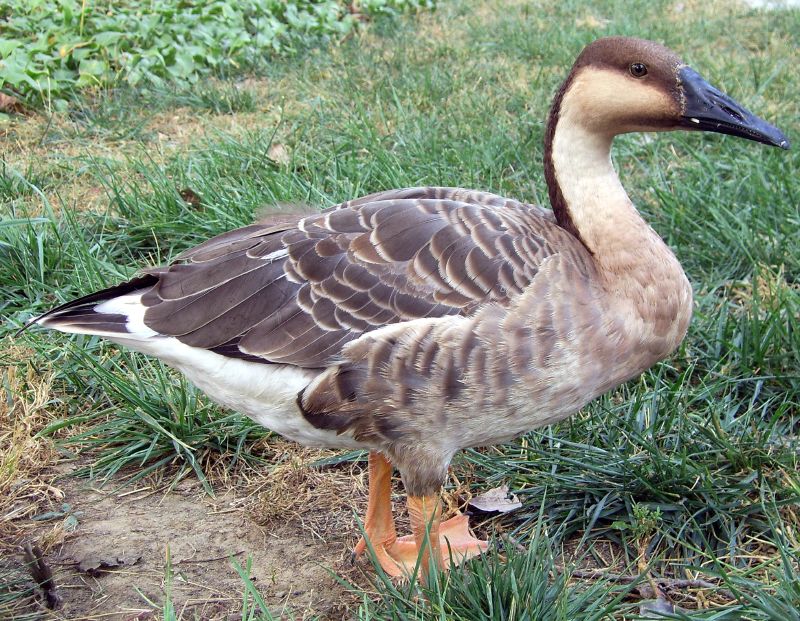 Swan Goose (Anser cygnoides) - Wiki; DISPLAY FULL IMAGE.