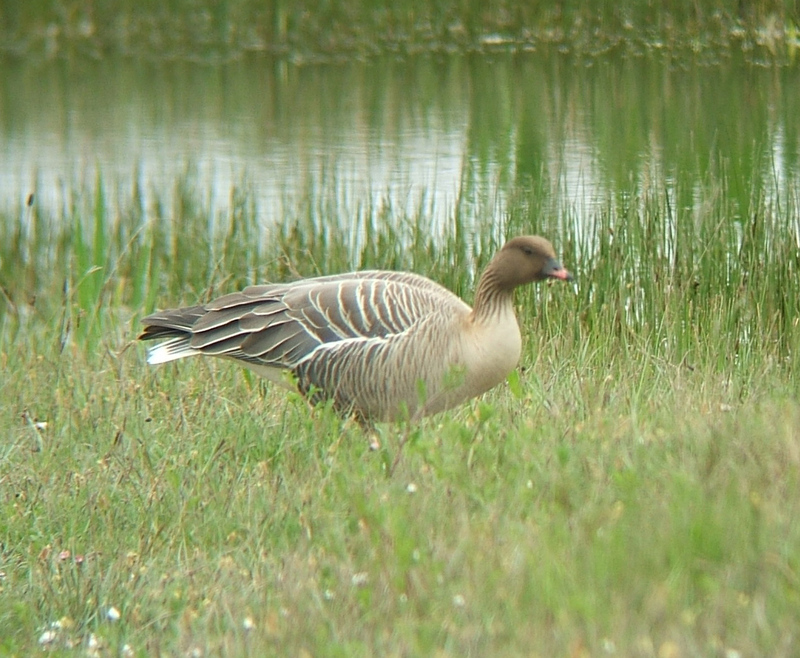 Pink-footed Goose (Anser brachyrhynchus) - Wiki; DISPLAY FULL IMAGE.