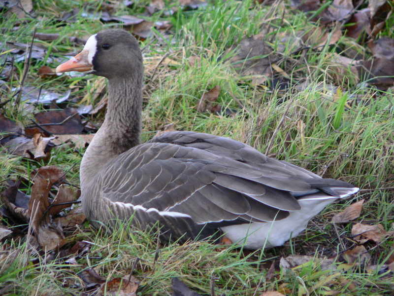 Pacific White-fronted Goose, Anser albifrons frontalis; DISPLAY FULL IMAGE.