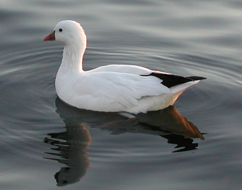 Ross's Goose (Chen rossii) - Wiki; Image ONLY