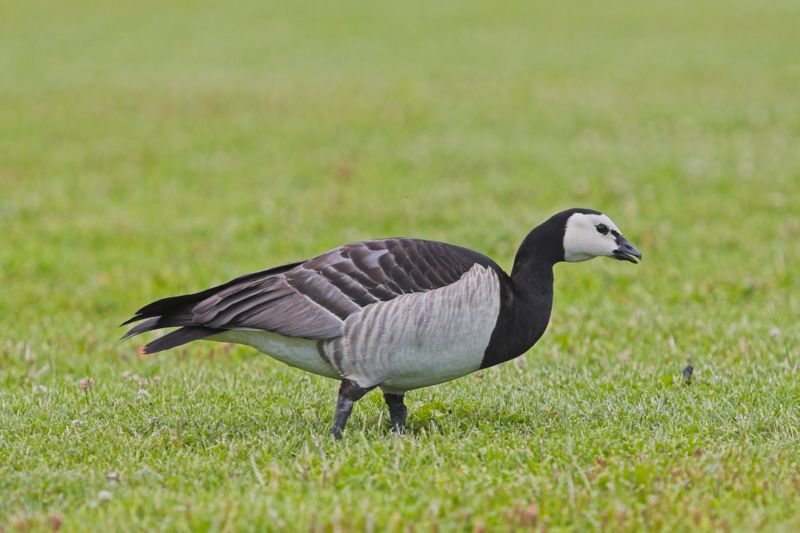 Black Geese (Genus: Branta) Wiki DISPLAY FULL IMAGE