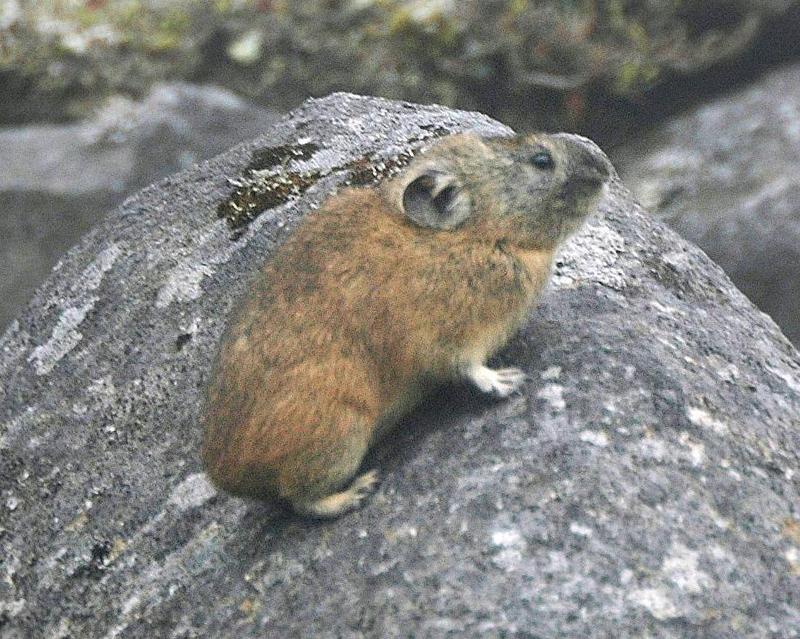 Northern Pika (Ochotona hyperborea) - Wiki; DISPLAY FULL IMAGE.