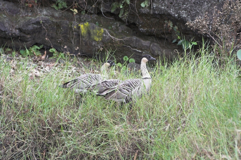 Hawaiian Goose, N??n?? (Branta sandvicensis) - Wiki; DISPLAY FULL IMAGE.