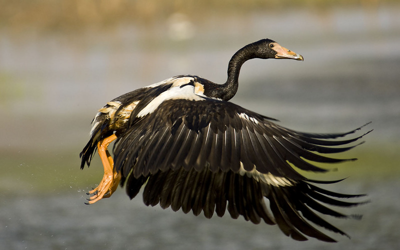 Magpie-goose (Anseranas semipalmata) - Wiki; DISPLAY FULL IMAGE.