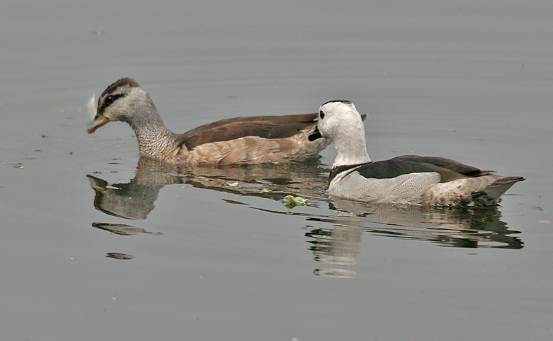 Pygmy Geese (Genus: Nettapus) - Wiki; DISPLAY FULL IMAGE.