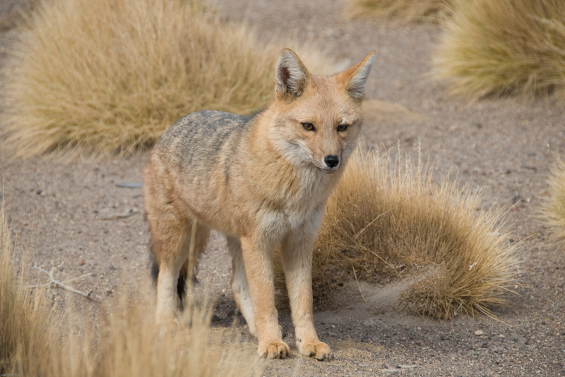 Pampas Fox (Pseudalopex gymnocercus) - Wiki; DISPLAY FULL IMAGE.