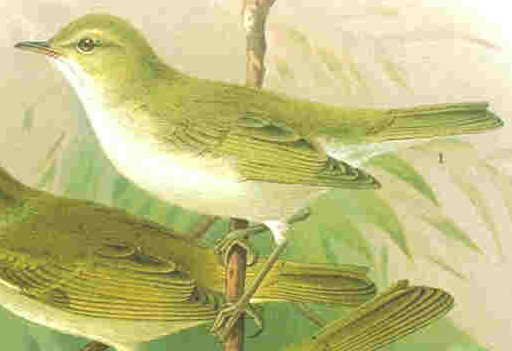 Bonelli's Warbler (Part of Genus: Phylloscopus) - Wiki; Image ONLY