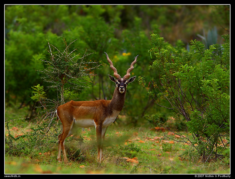 Blackbuck (Antilope cervicapra) - Wiki